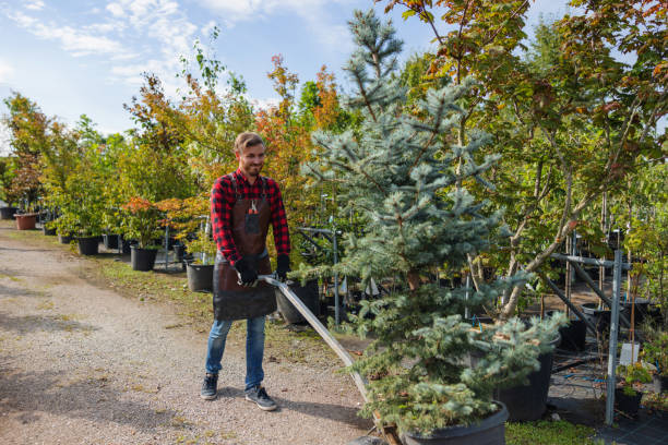 Jasper, TX Tree Removal and Landscaping Services Company